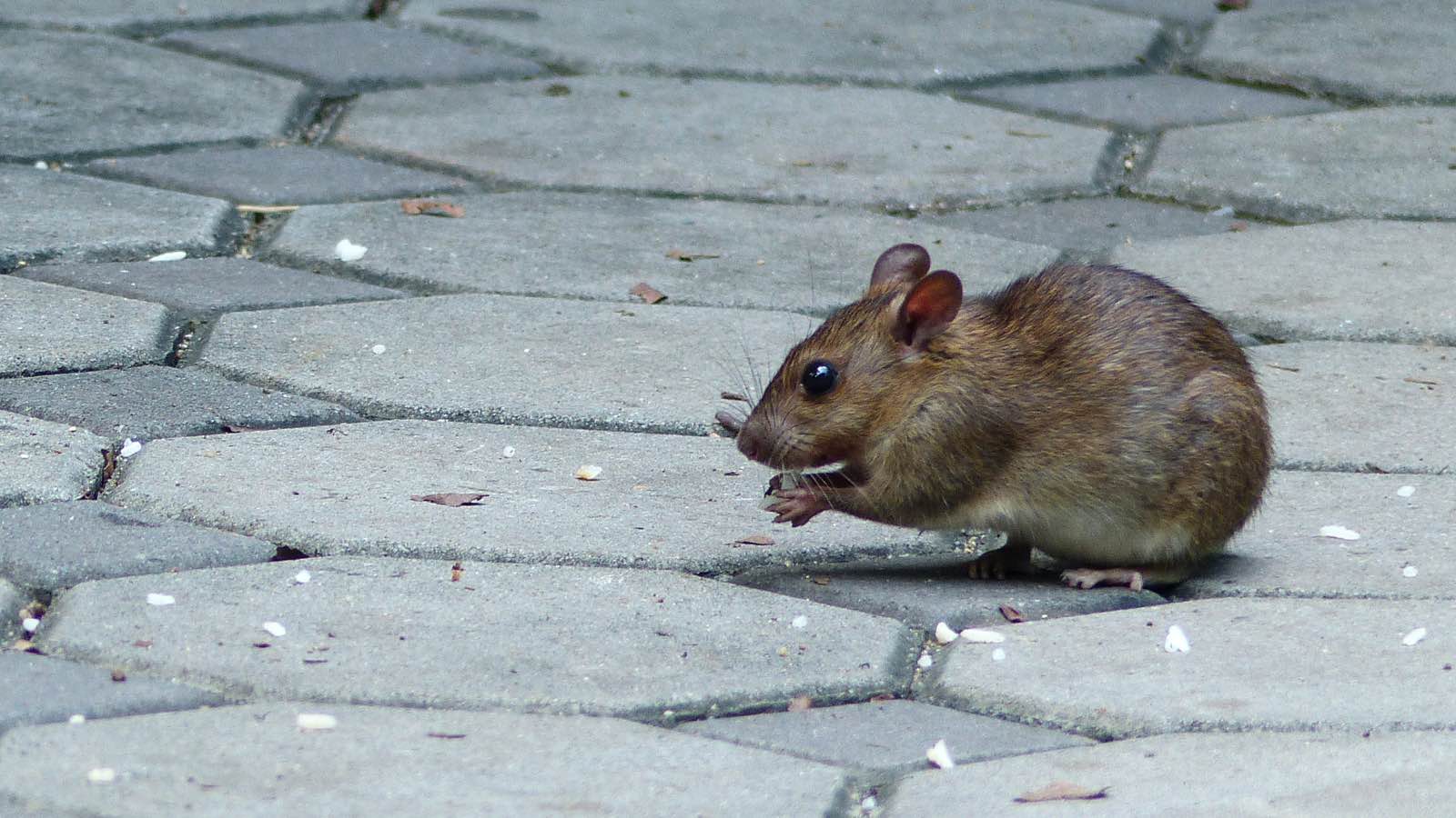 Adult mouse sitting on a sidewalk eating a piece of food